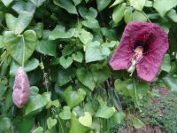 Quinta do Palheiro: Männerstolz + Fledermaus (geöffnet)