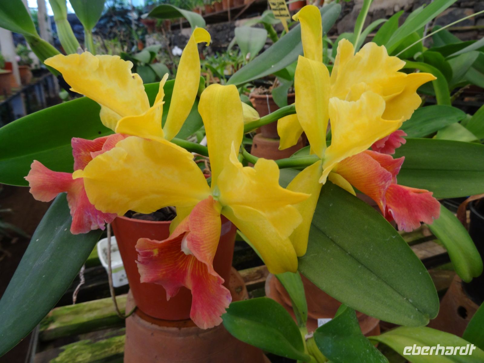 Quinta do Boa Vista Orchidea