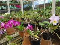 Quinta Boa Vista Orchidea