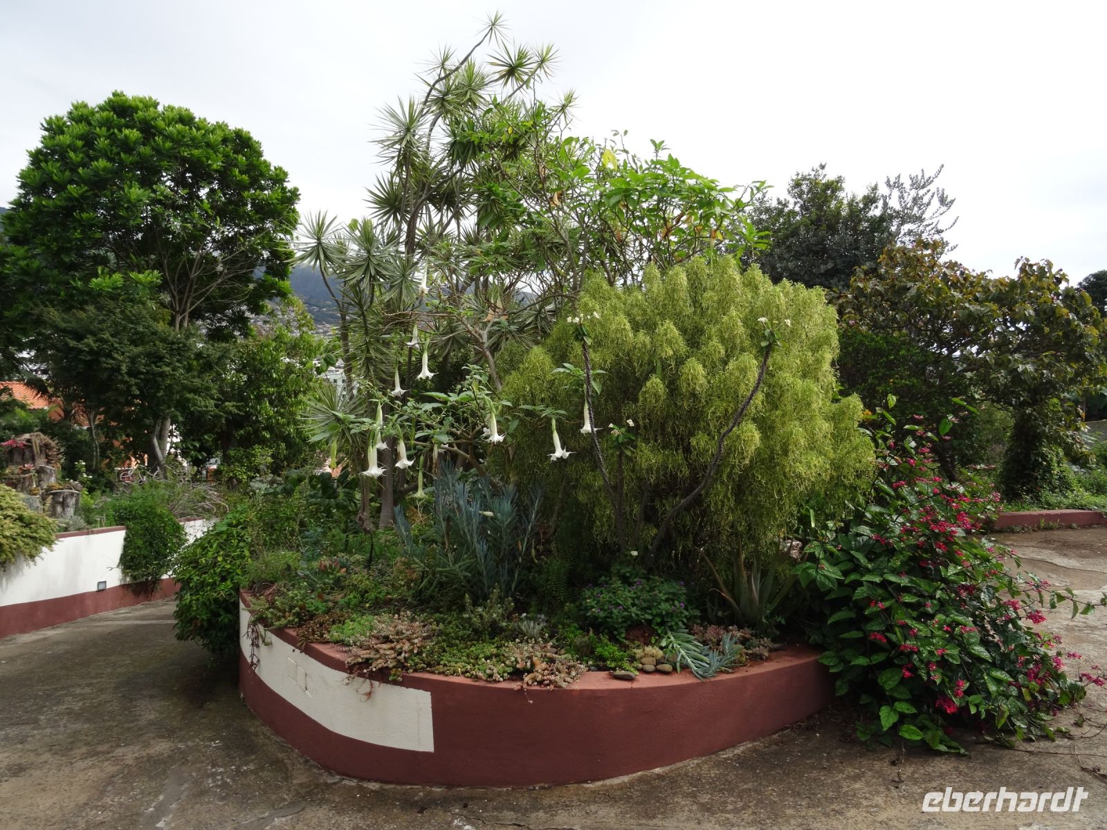 Trompetenbaum in Esmeraldas Kräutergarten