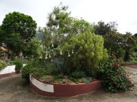 Trompetenbaum in Esmeraldas Kräutergarten