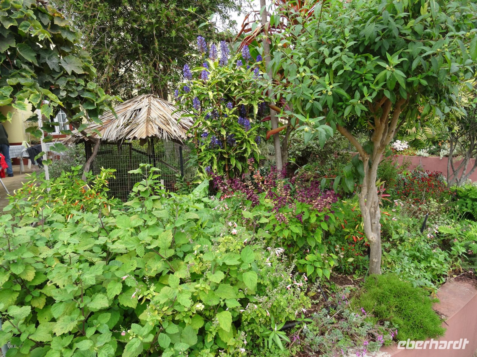 Esmeraldas Kräutergarten