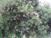 Flaschenputzer-Baum in Esmeraldas Kräutergarten