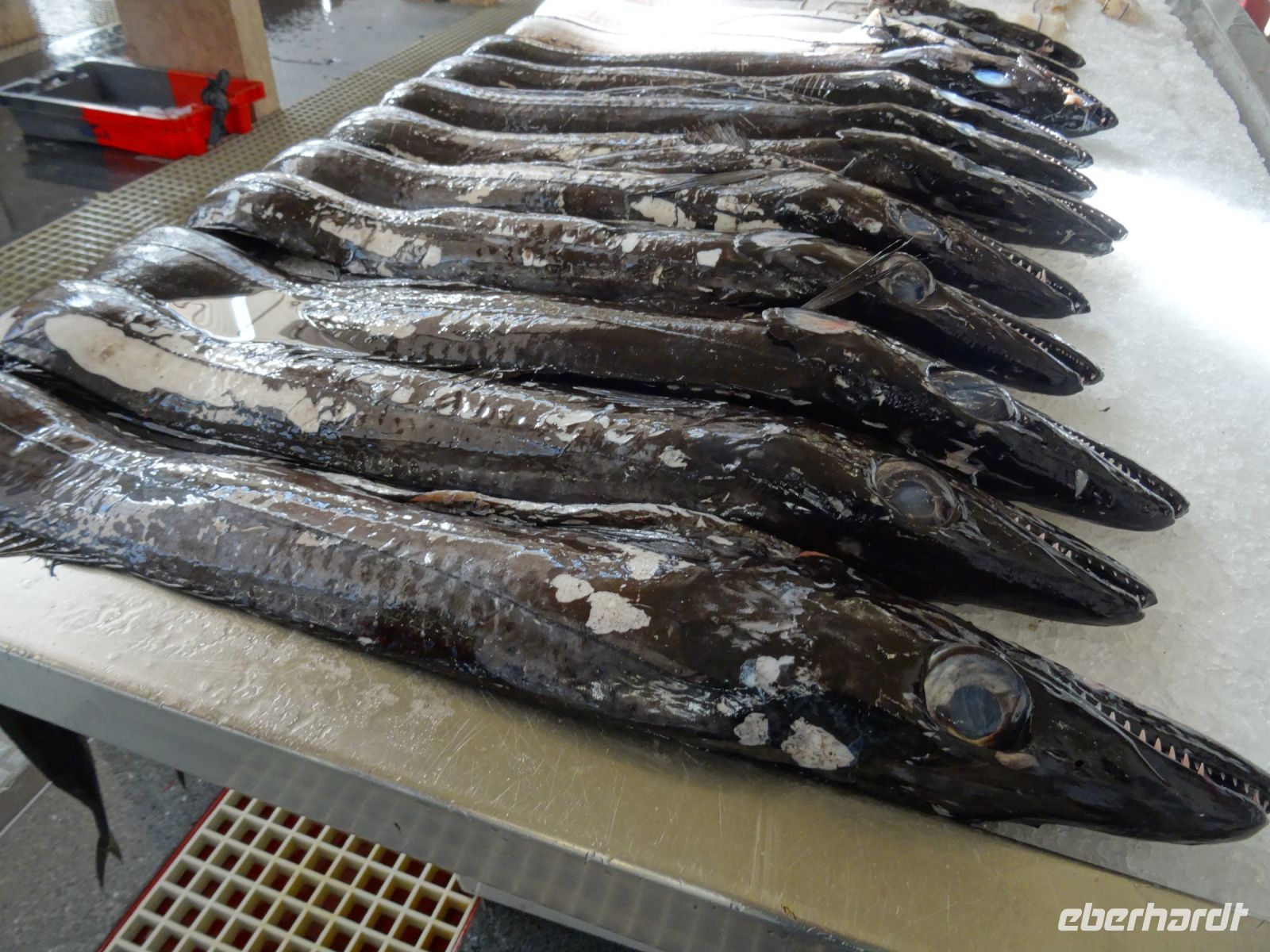 Funchal, Markthalle - Espada = schwarzer Degenfisch
