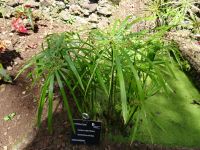 Botanischer Garten - Papyrus