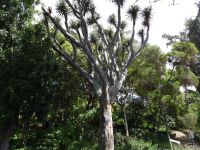 Botanischer Garten - Drachenbaum