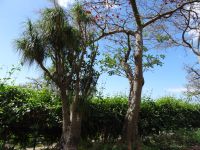 Botanischer Garten - Elefantenfuß und Korallenbaum