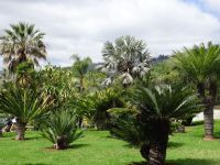 Botanischer Garten von Funchal