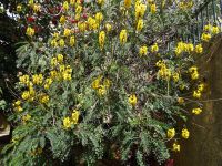 Botanischer Garten - Popcornbaum