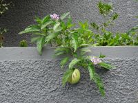 Levada Wanderung - Birne Melone