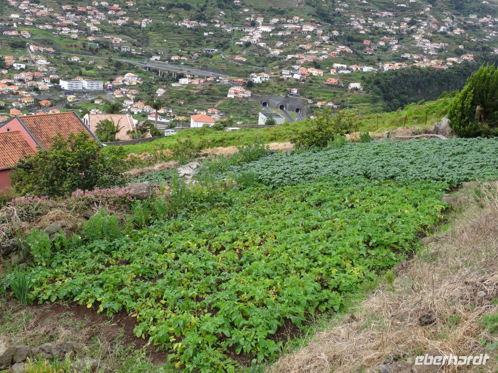 Levada Wanderung - kleines Kartoffelfeld