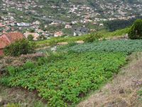 Levada Wanderung - kleines Kartoffelfeld