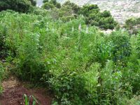 Levada Wanderung - Lupinenbohnen