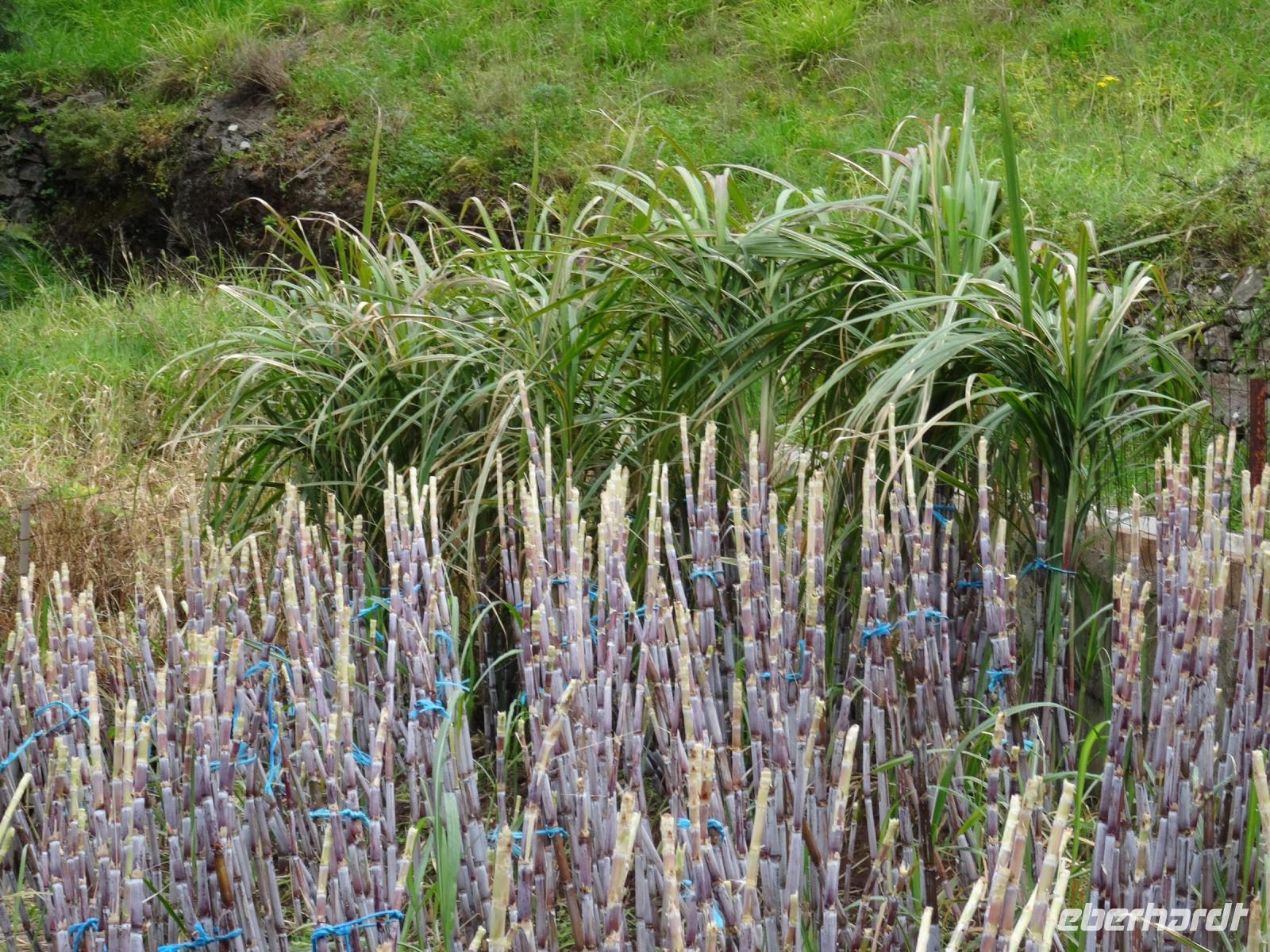 Levada Wanderung - Zuckerohr, geschnitten und nicht geschnitten
