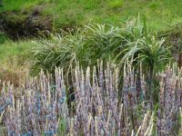 Levada Wanderung - Zuckerohr, geschnitten und nicht geschnitten