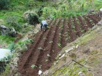 Levada Wanderung - Bauer bei der Arbeit