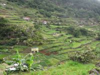 Levada Wanderung - Blick auf die Terrassenfelder