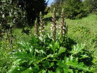 Quinta do Palheiro - Acantus