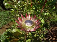 Quinta do Palheiro - Königsprotea