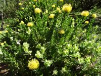 Quinta do Palheiro - Protea