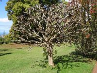 Quinta do Palheiro - Krepp-Myrte