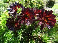 Quinta do Palheiro - Aeonium