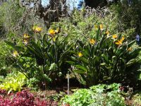 Quinta do Palheiro - Strelizien