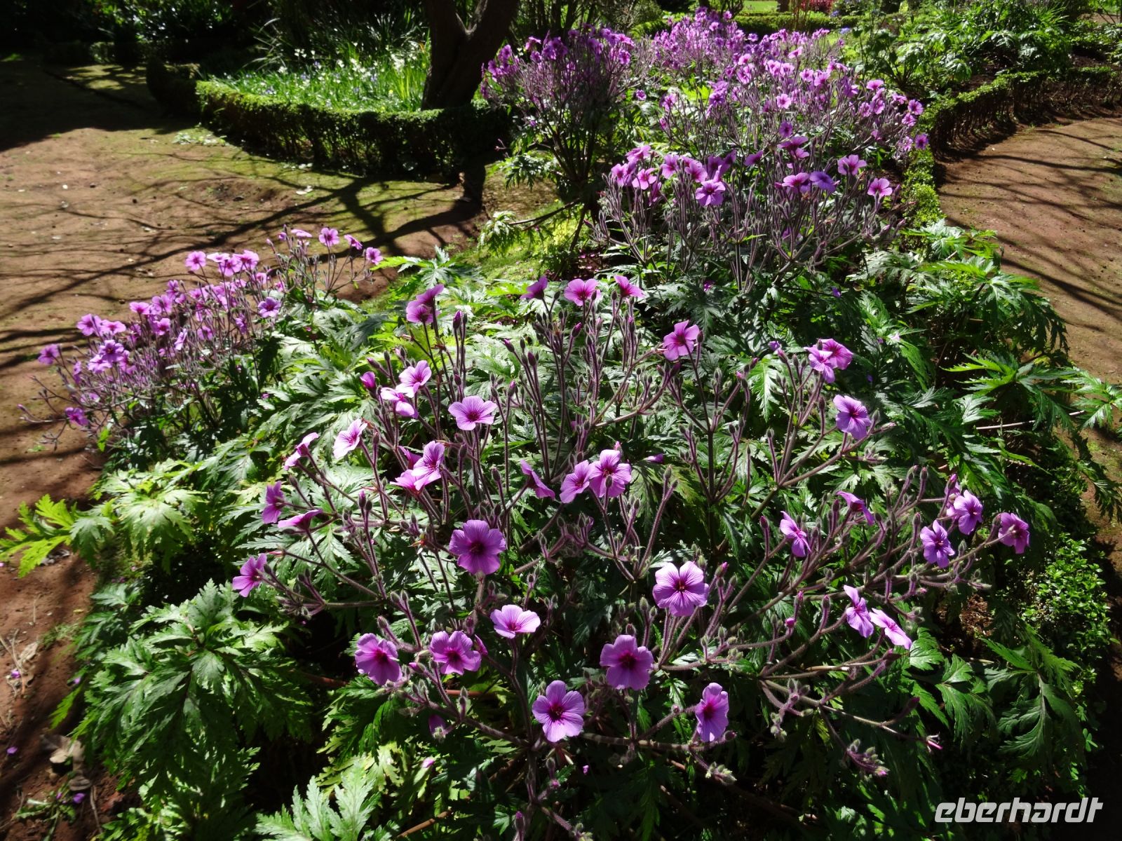 Quinta do Palheiro - Storchschnabel