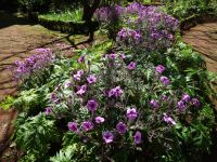 Quinta do Palheiro - Storchschnabel