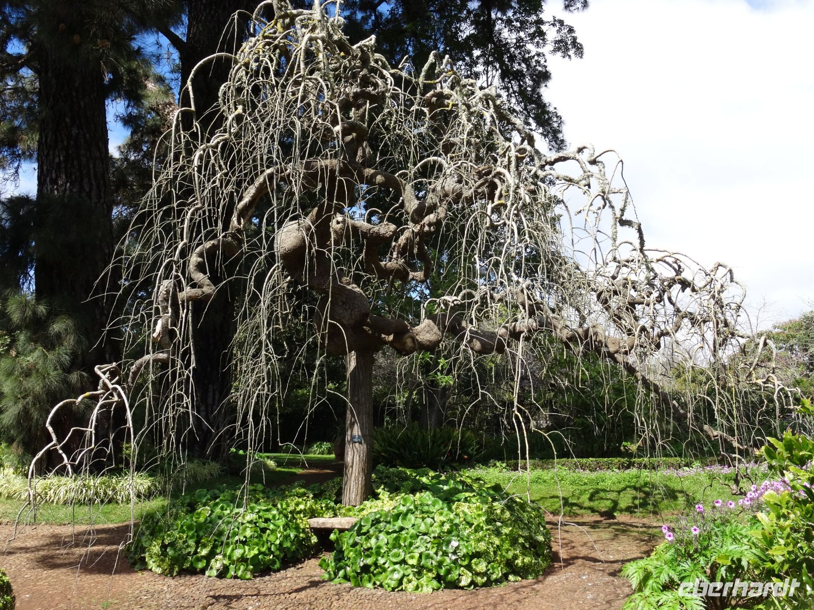 Quinta do Palheiro - Japanischer Pagodenbaum