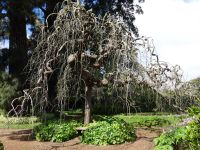 Quinta do Palheiro - Japanischer Pagodenbaum