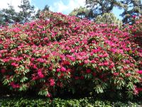 Quinta do Palheiro - Rhododendron