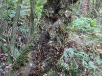 Levada do Balcoes, echter Lorbeerbaum