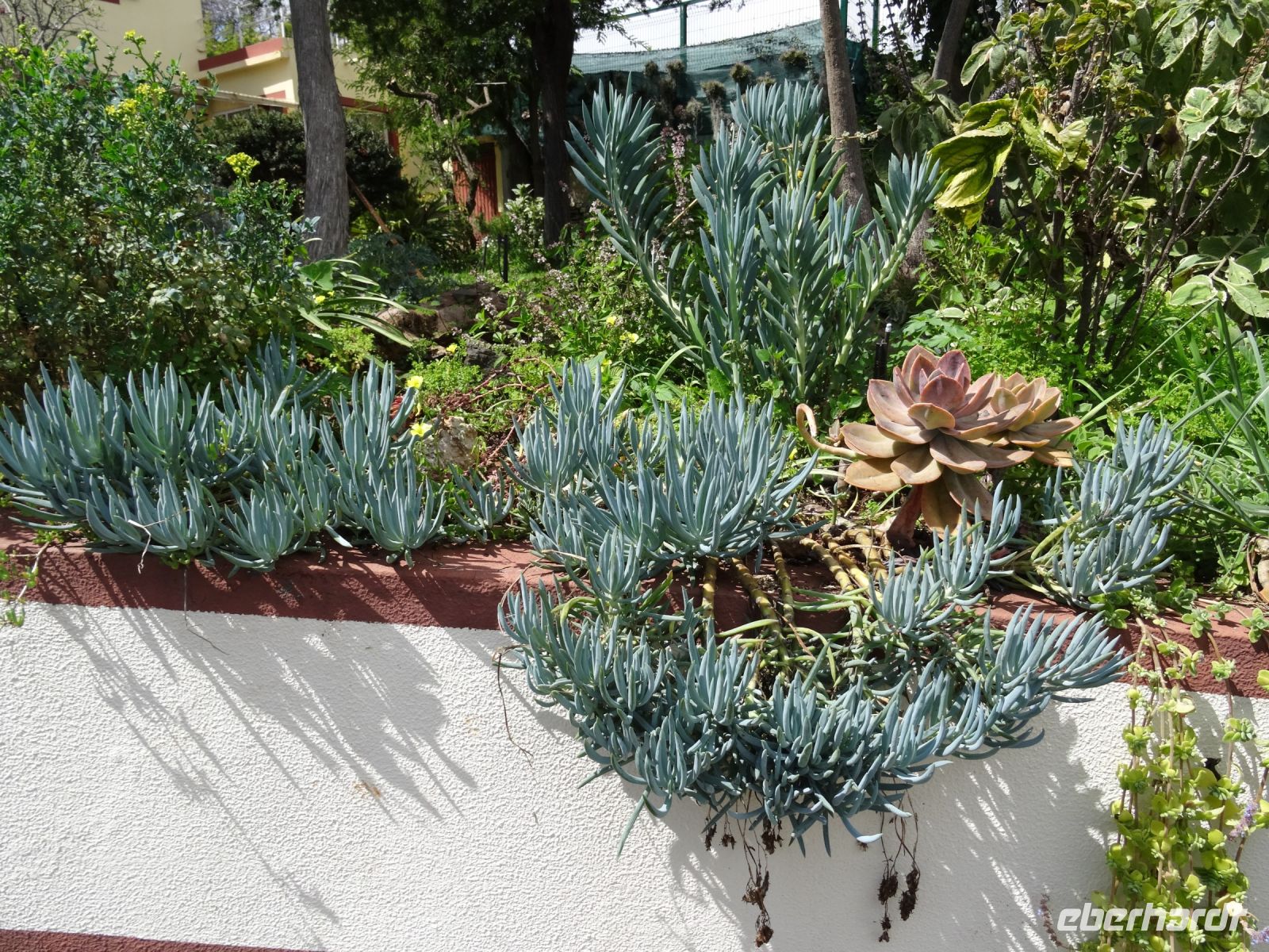 Esmeraldas Kräutergarten - blaue Kreide