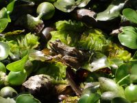 in Esmeraldas Kräutergarten