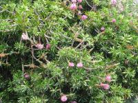 Esmeraldas Kräutergarten, Zylinder(Flaschen)-Putzer