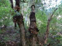 Levada Wanderung nach Balcoes - echter Lorbeerbaum