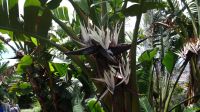 Botanischer Garten - Bananenstrelitzie