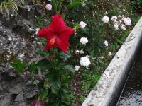 Levada Wanderung - Hibiskus