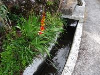 Levada Wanderung - Gladiole