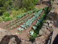 Levada Wanderung - Gemüsefeld