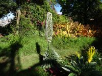 Quinta do Boa Vista - kanarischer Natternkopf