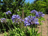 Quinta do Palheiro - Agapanthus