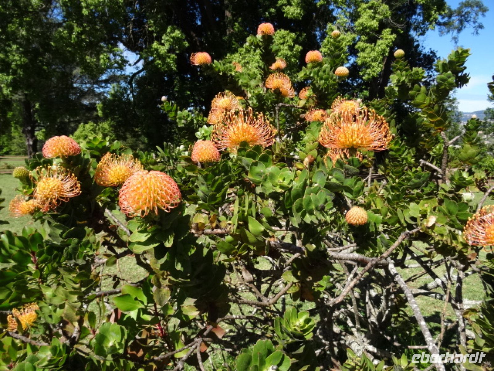 Quinta do Palheiro - Protea