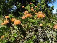 Quinta do Palheiro - Protea