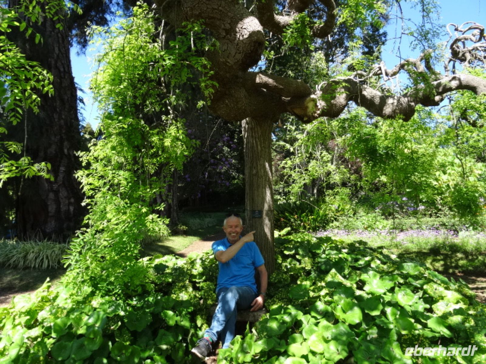 Quinta do Palheiro - Der Lieblingsbaum des Reiseleiter