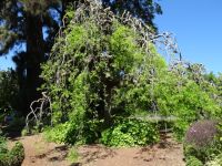 Quinta do Palheiro - japanischer Pagodenbaum ohne Reiseleiter