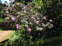 Quinta do Palheiro - Rhododendron