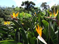 Quinta do Palheiro - Strelizien