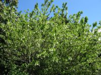 Quinta do Palheiro - Taschentuchbaum